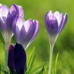 Spring crocus: planting, growing and care
