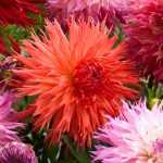 Dahlias: how to combine them in the garden?
