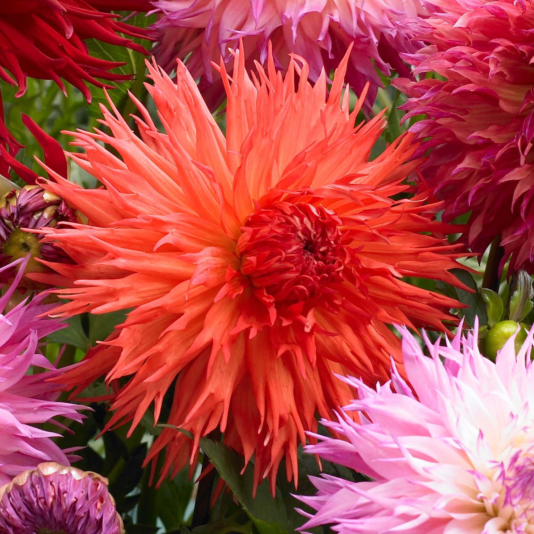 Dahlias: how to combine them in the garden?