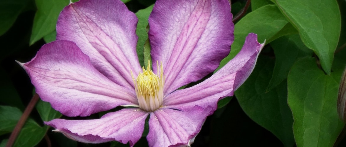Plant clematis in pots