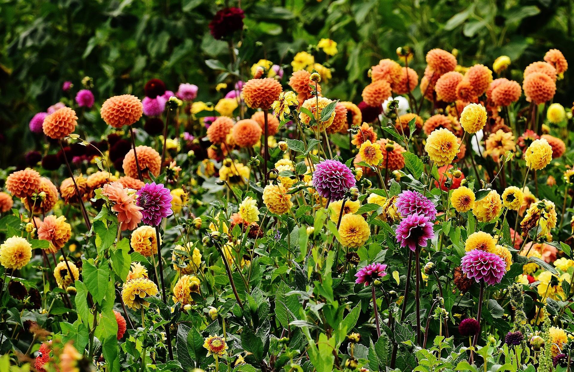 How to choose dahlias?