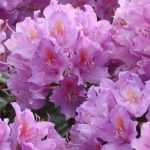 Rhododendron: planting, growing and care