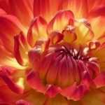 The best Dahlias for bouquets