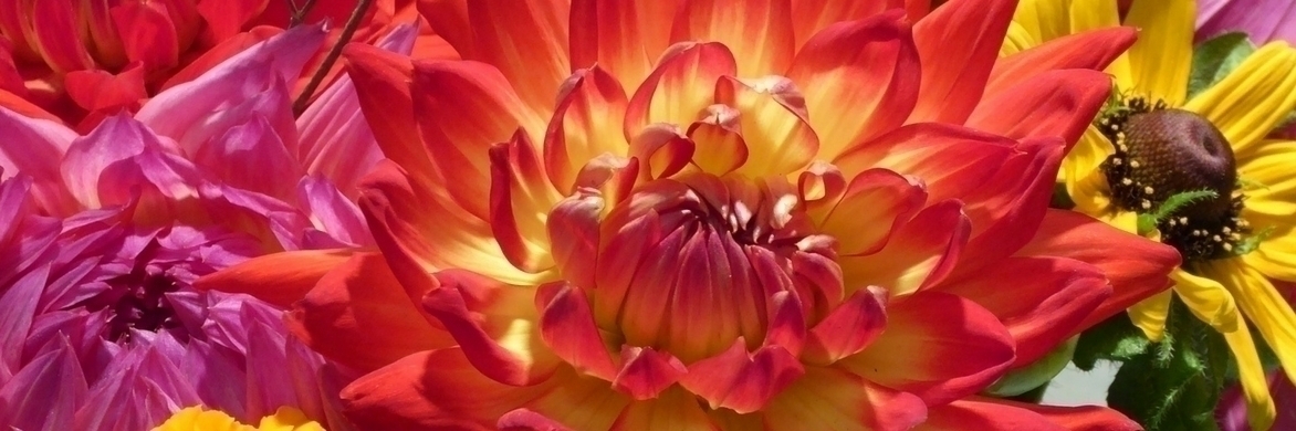 The best Dahlias for bouquets
