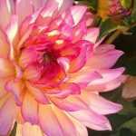 Comment to grow beautiful dahlias