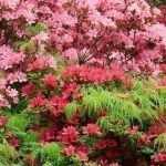 Rhododendron: 9 successful companion planting ideas
