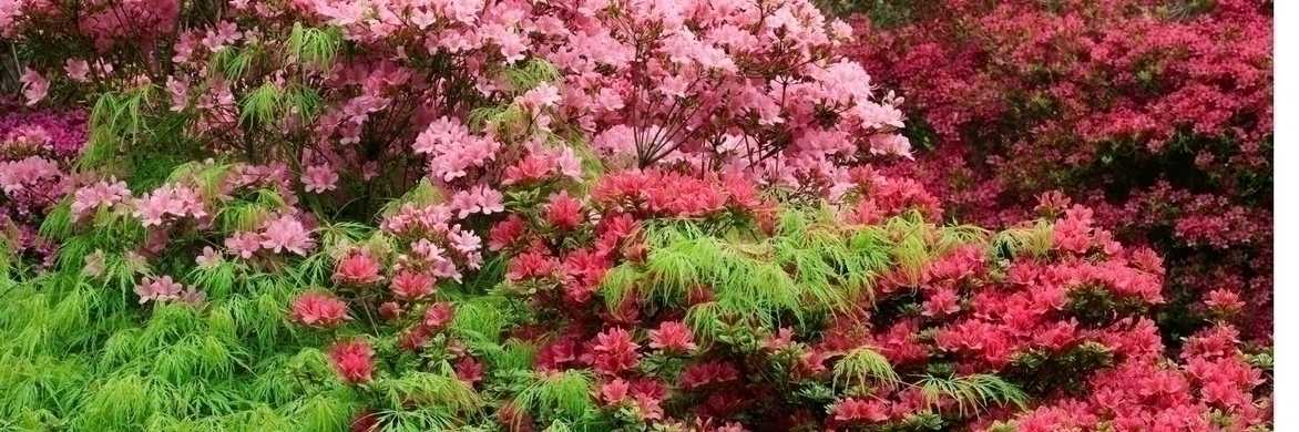 Rhododendron: 9 successful companion planting ideas