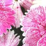 Propagating and sowing carnations