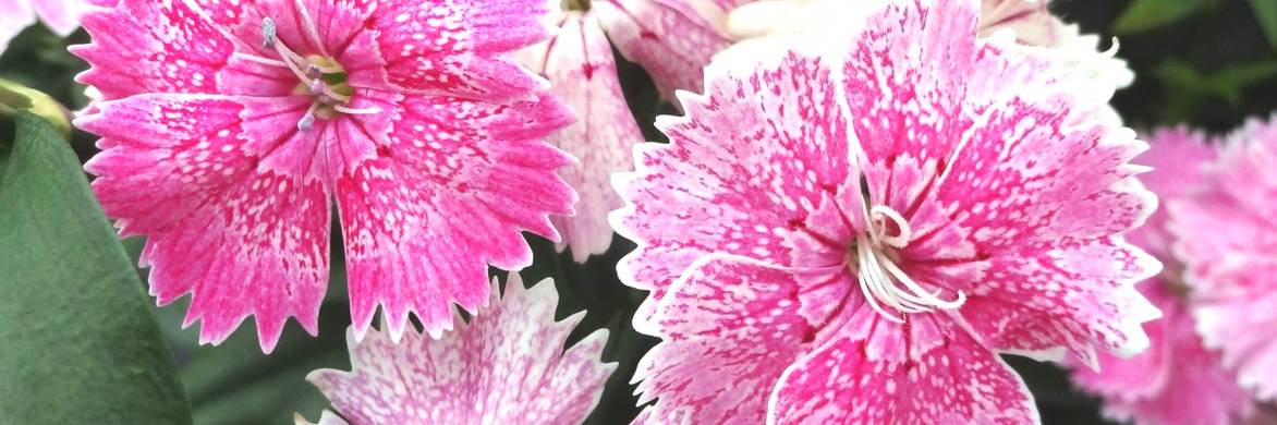 Propagating and sowing carnations