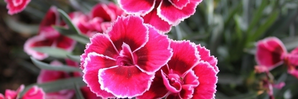 How to plant the eye?