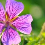 How to plant hardy geraniums?