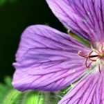 Hardy geraniums: Plant, grow and maintain