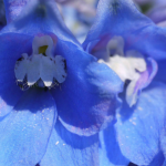 Delphinium, larkspur: 8 ideas for pairing it