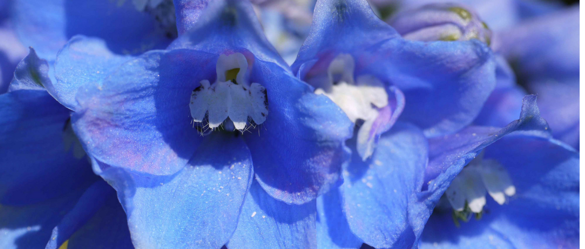 Delphinium, larkspur: 8 ideas for pairing it