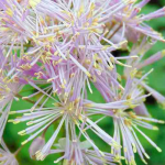 Thalictrum, pigamon: 8 beautiful pairing ideas