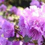 Rhododendron: succeeding in its planting