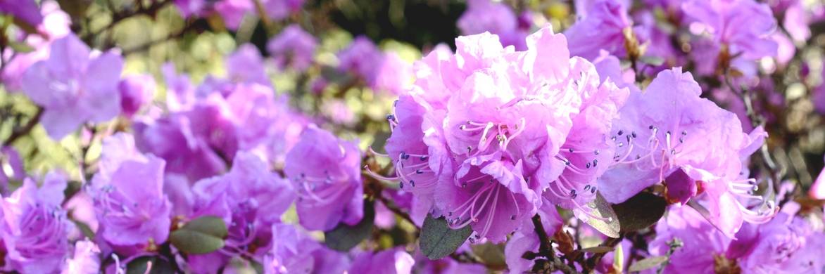 Rhododendron: succeeding in its planting