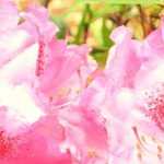 Rhododendron: pruning, diseases and care