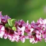 Daphne: how to care for it?