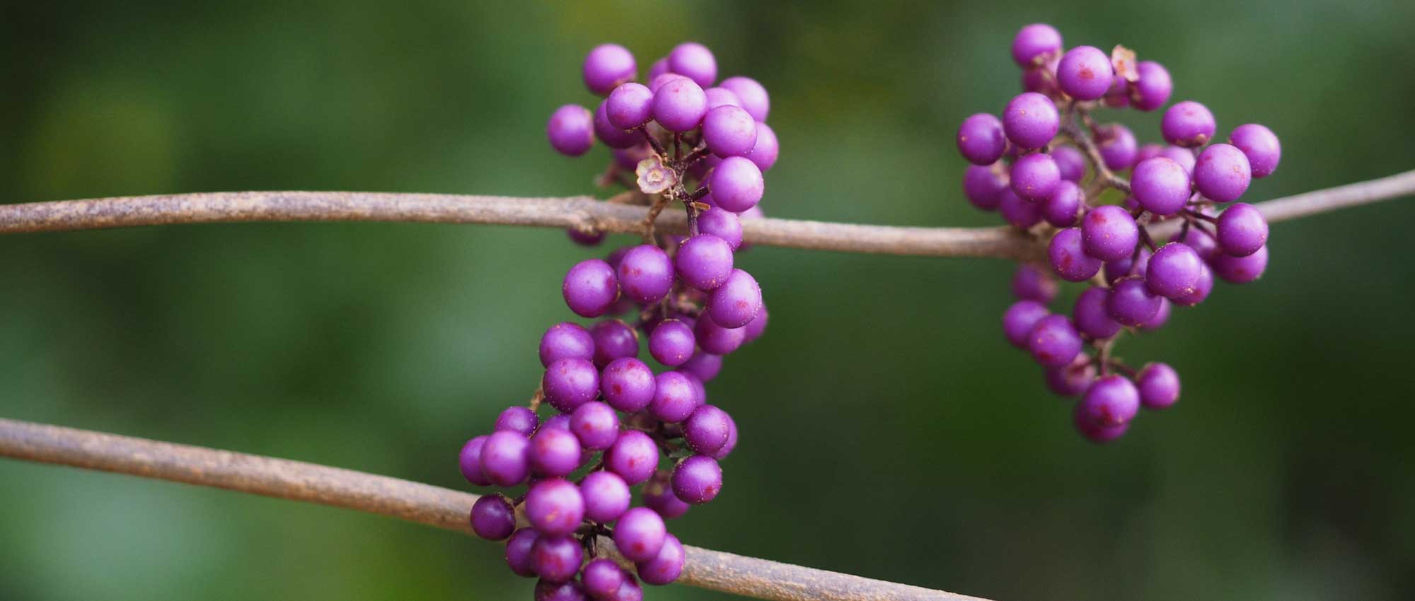 Callicarpa, beautyberry : planting, growing and care