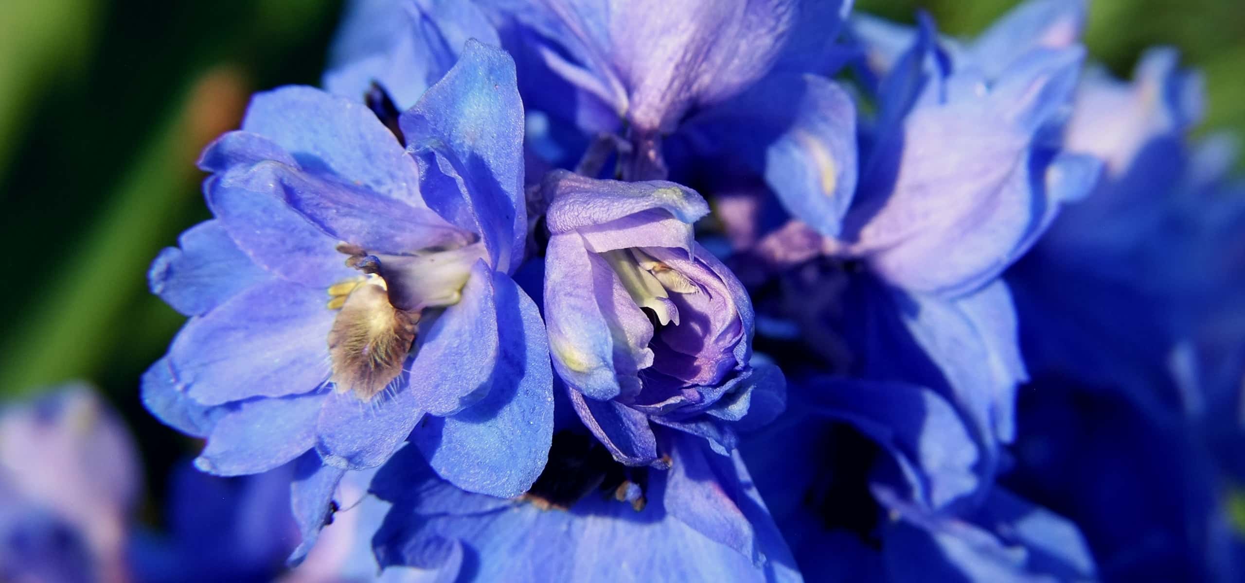 Plant and succeed with delphiniums