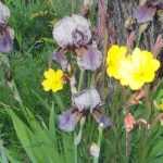 The modern iris, a prolific perennial but not so easy to grow...