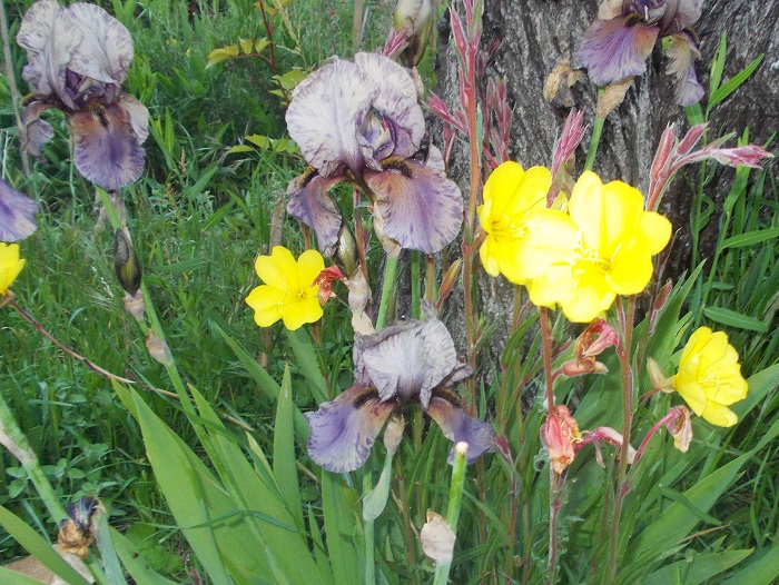 The modern iris, a prolific perennial but not so easy to grow...