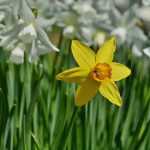 Which daffodil or narcissus to choose?