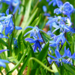 Scilla: to grow, to cultivate and to maintain