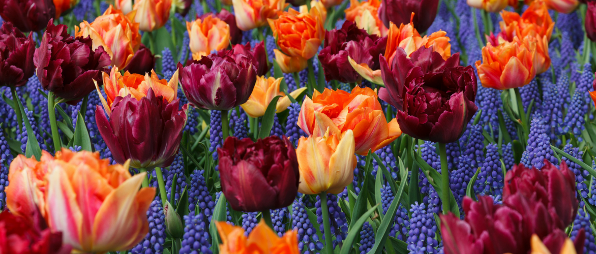 Muscari: 8 beautiful associations