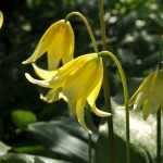 Erythronium : growing and care