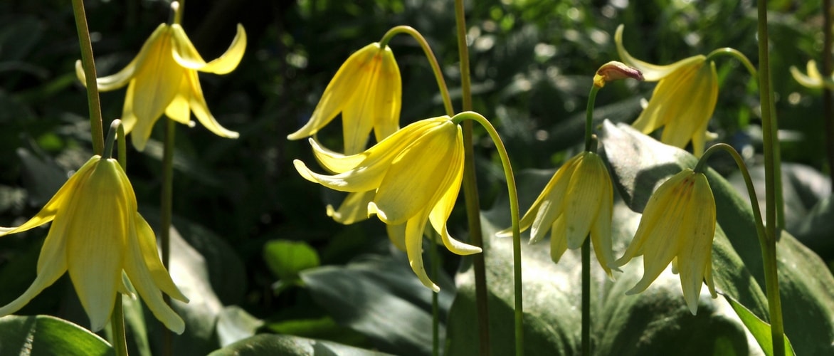 Erythronium : growing and care