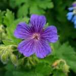 Hardy geraniums: how to divide them?