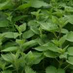 Nettle manure: how to make it?