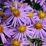 Asters : growing and care