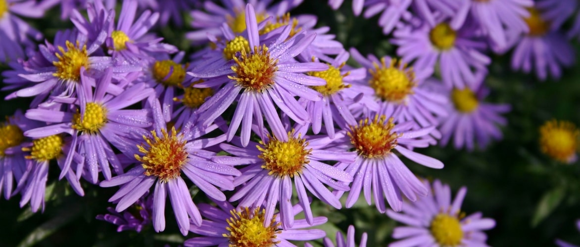 Asters : growing and care