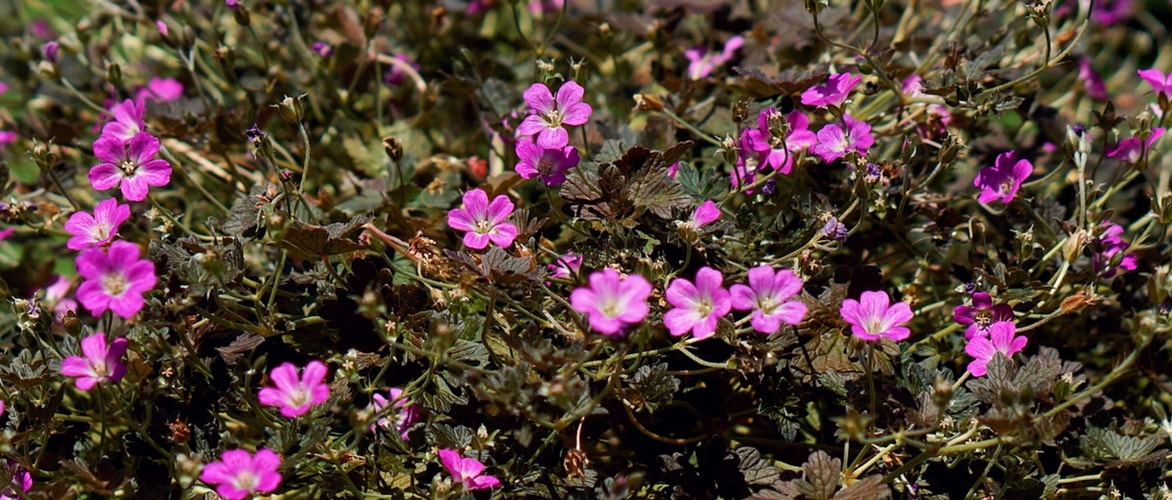 Perennial Geranium 'Orkney Cherry'