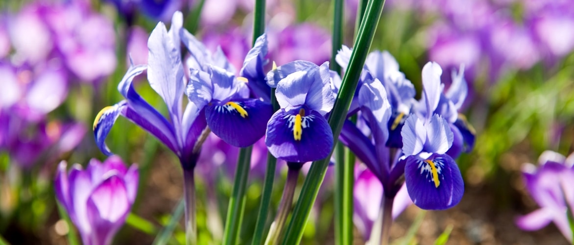 Iris reticulata : planting and growing