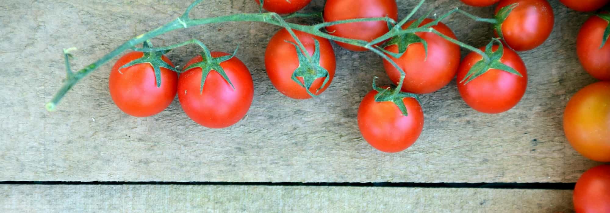 Tomato: downy mildew, other diseases and pests