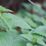 Nettle: a plant with many benefits
