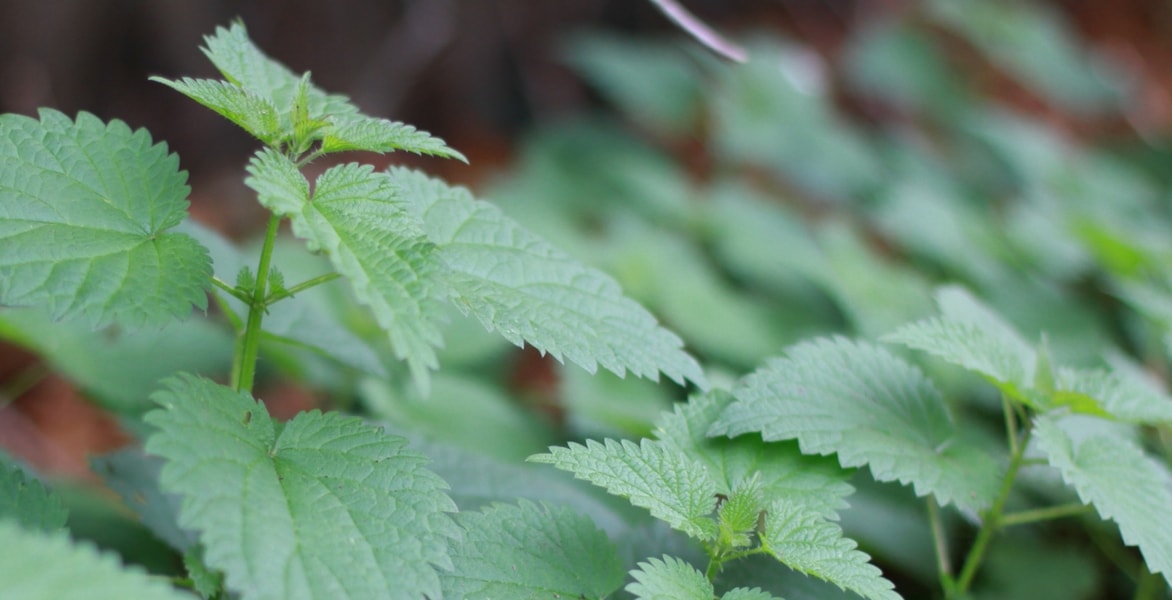 Nettle: a plant with many benefits