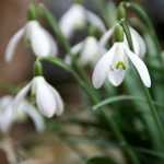 Snowdrop, Galanthus nivalis : planting and care