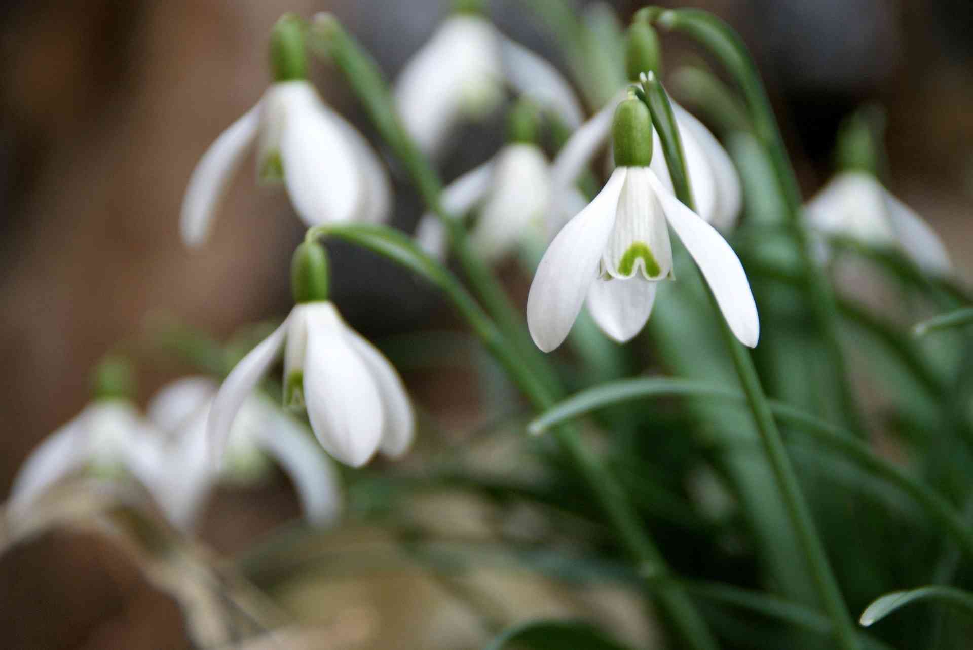 Snowdrop, Galanthus nivalis : planting and care