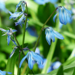 Scilla: planting and care