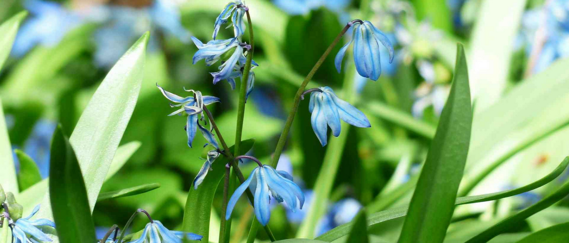Scilla: planting and care