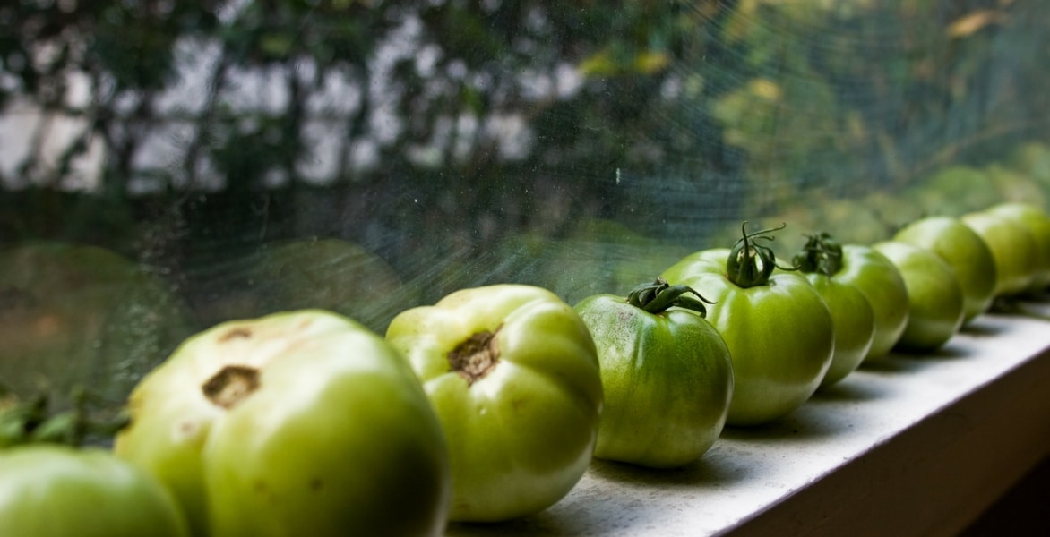 What to do with green tomatoes?