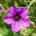 Hardy geraniums with long flowering