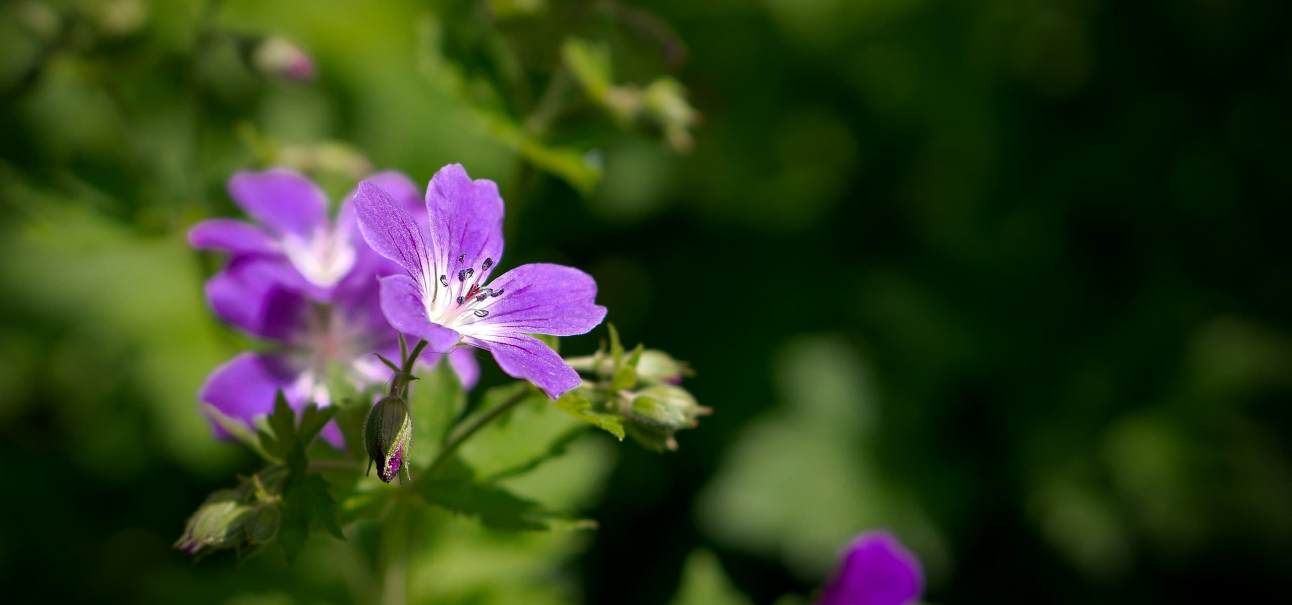 The best hardy geraniums