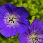 Hardy geraniums: the best ground covers