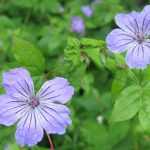 The best hardy geraniums for shade